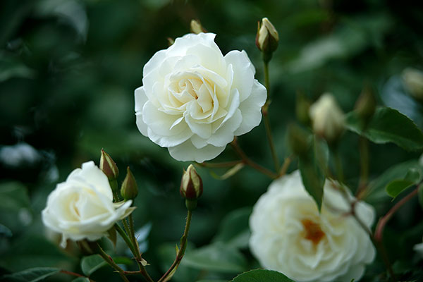 白い薔薇,イメージ