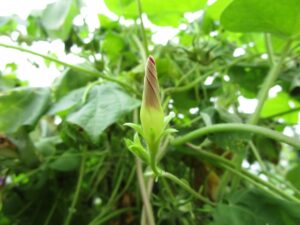 アサガオのつぼみ,イメージ