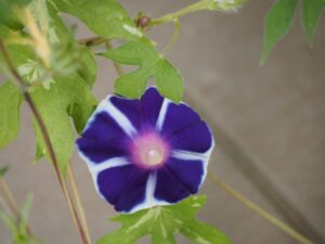 班入りアサガオ,イメージ