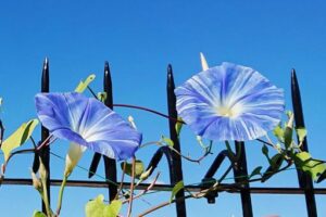 アサガオ,イメージ