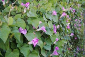 しぼんだアサガオ,イメージ