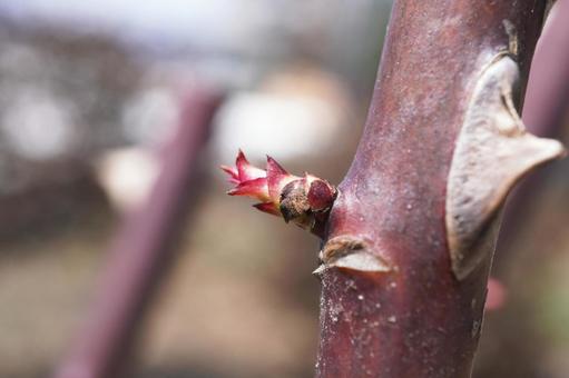 薔薇の新芽,イメージ